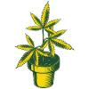 Cannabis Hanfplanze