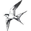 PNG Bild
