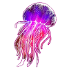 Jellyfish