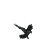 Corbeau