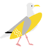 Surfer Seagull