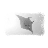 Manta Stingray