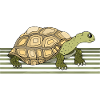 Tortoise