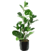 Indoor plant