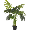 Indoor plant