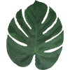 Exotic leaf