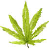 Hemp Leaf