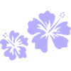 Hibiscus mauve