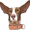 Podenco Canario