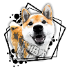 Shiba inu