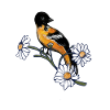 Baltimore oriole