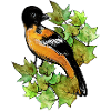 Baltimore oriole