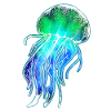 Jellyfish