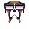 Asexual Lgbt German Boxer Asexuality
