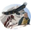 Baret Vulture National Park Berchtesgaden