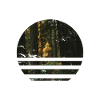forrest nature