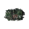 deer forest