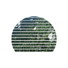forest nature