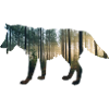 wald wolf doppelbelichtung