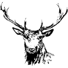 Hirsch