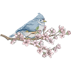 Japanese Cherry Blossom Sakura