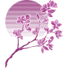 Japanese Cherry Blossom Sakura