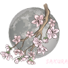 Japanese Cherry Blossom Sakura