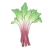 Rhubarb