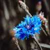 Bleuet