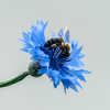 blue & bee
