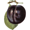 PLUM 3