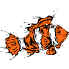 Clownfisch