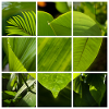 Green Heart