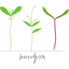 Micro pousses - Microgreen