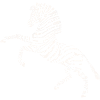 Wild zebra