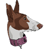 Podenco Canario