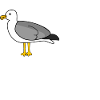 Moin - Möwe - Möwe Moin