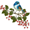 Bunter Vogel