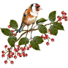 Bunter Vogel
