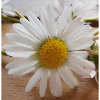 Gänseblümchen