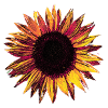 Sonnenblume