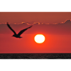 Abendrot mit Möwe