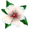 Hibiskus - Hibiskusblüte