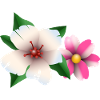 Summer flowers