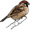 Sparrow - Sparrow
