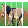 Donkey