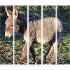 Donkey