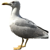 Seagull Bird Gift Idea