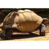 Galapagos Giant Turtle