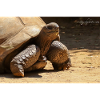 Galapagos Risen Turtle